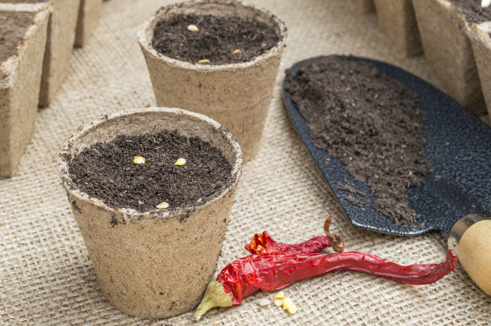 Sowing chilli seeds in peat pots