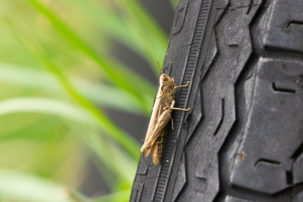 Grasshopper-on-tire