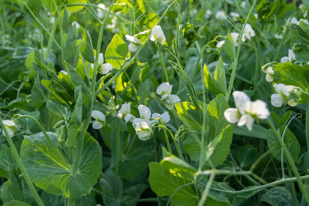 Pea plant blooming