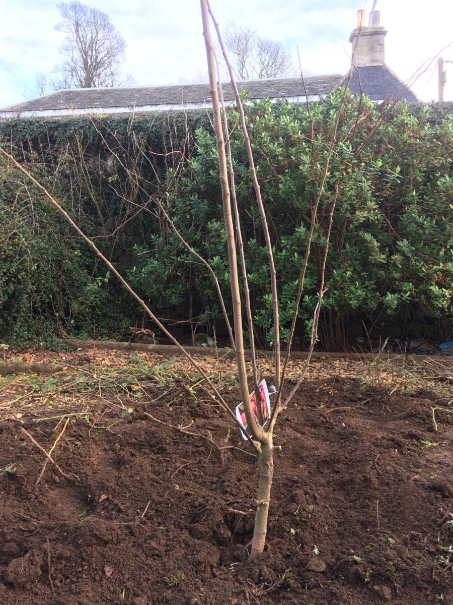 How To Plant A Plum Tree StepByStep with Photos