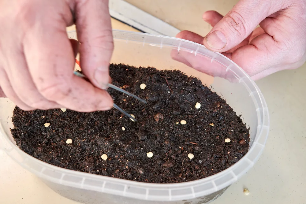 Planting red pepper seeds in container with tweezers
