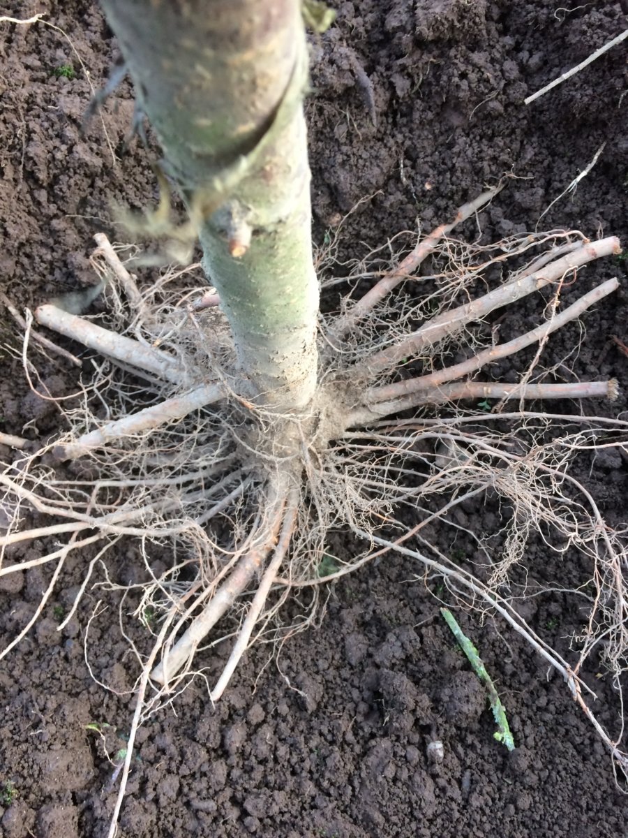 How To Plant A Plum Tree StepByStep with Photos