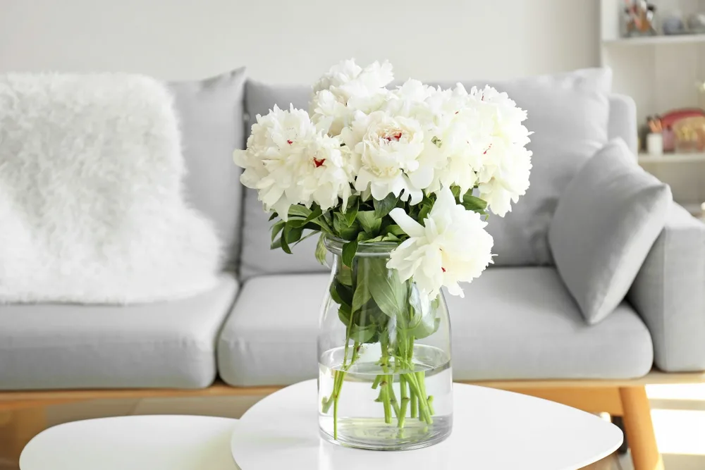 White peonies in vase