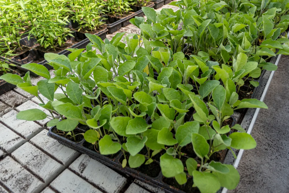 Young eggplant cultivation in seed trays
