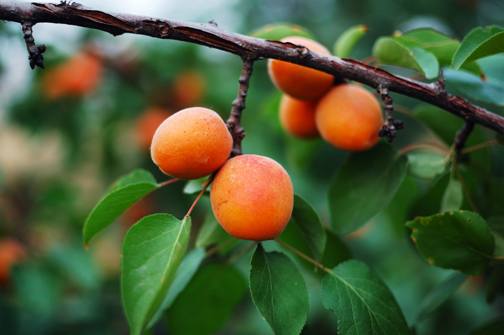Ripe apricot hanging from an apricot tree