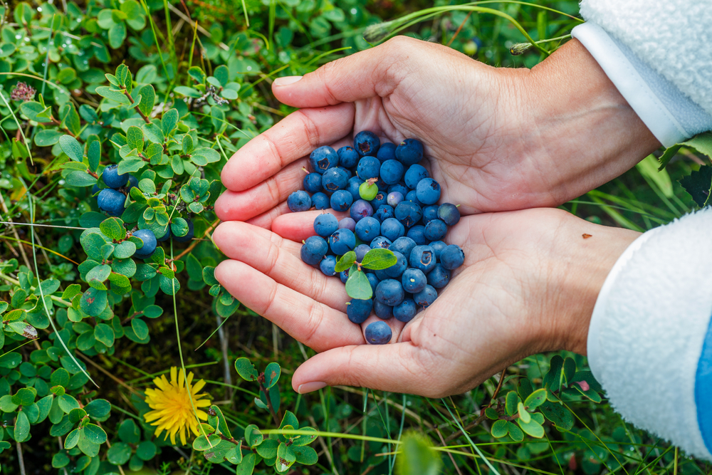 Hands holding freshly picked blueberries from blueberry bush