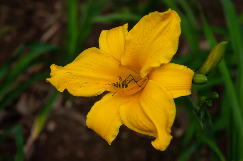 A daylily flower with grasshopper inside