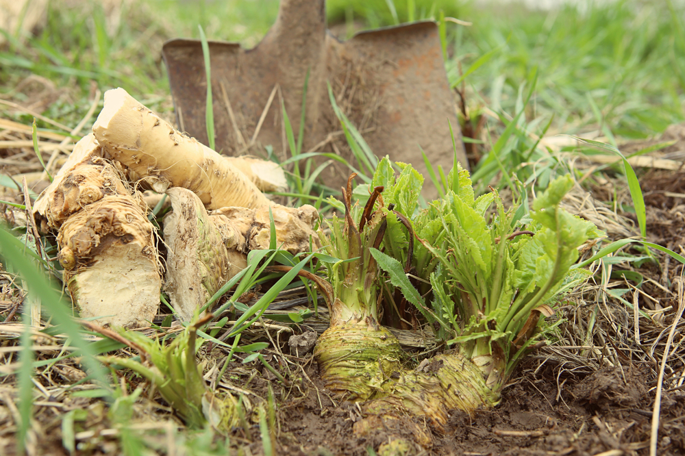 Freshly dug out horseradish root