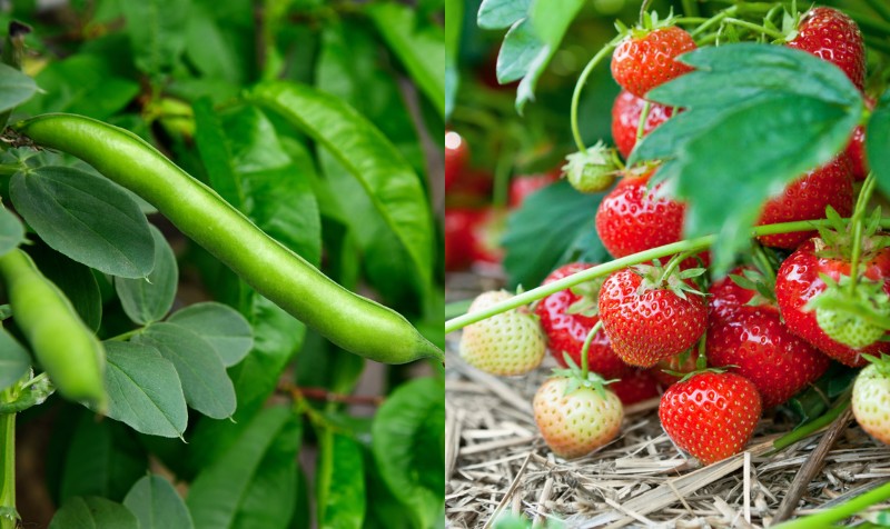 Pequeñas plantas y árboles de frutas y hortalizas.