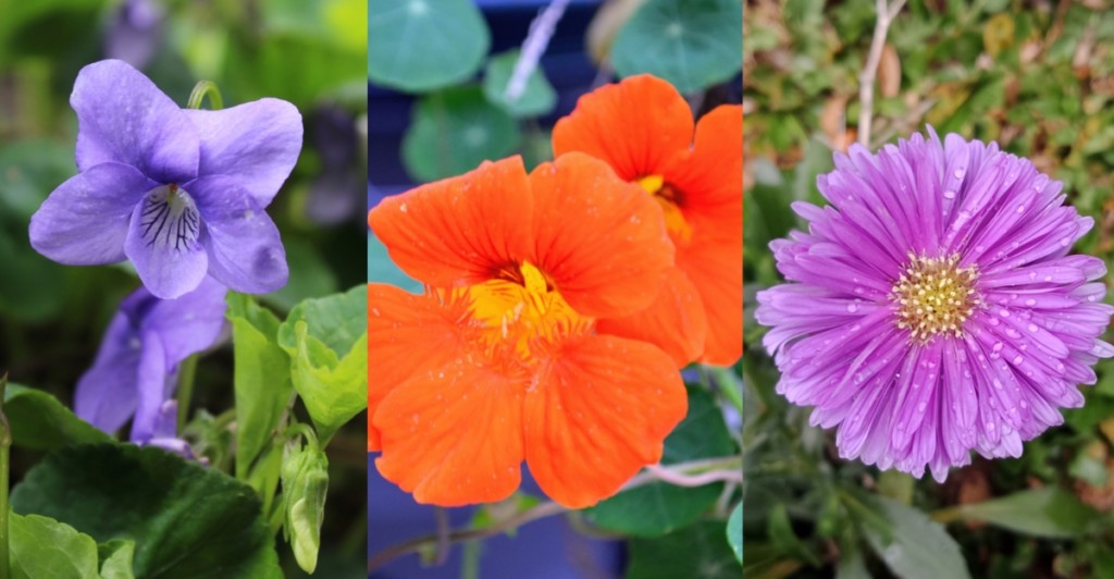 30 Edible Flowers You Can Eat Right Out Of Your Garden