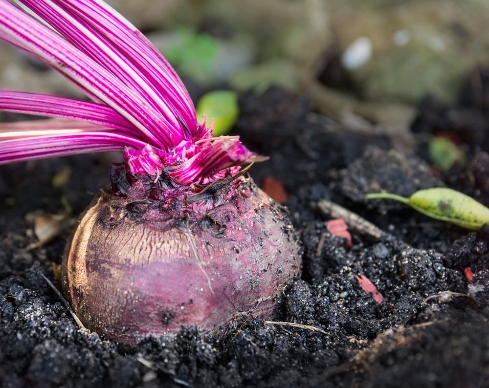 Beetroot emerging from the soil