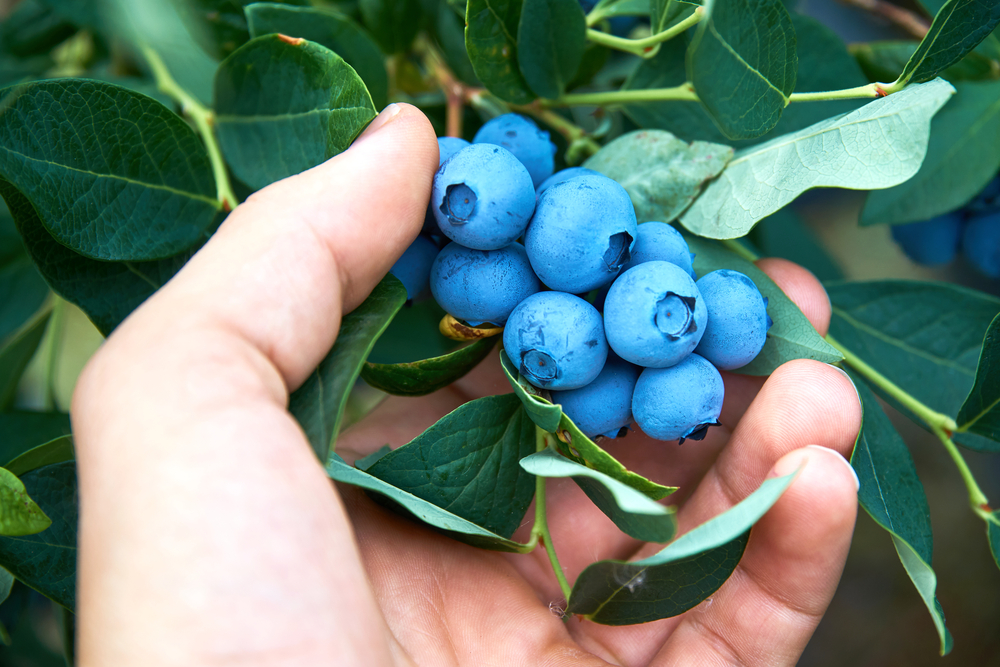 How Do I Grow Blueberry Plants