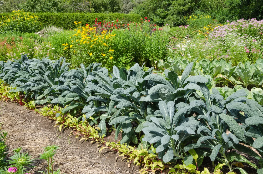 Kale growing in the vegetable garden