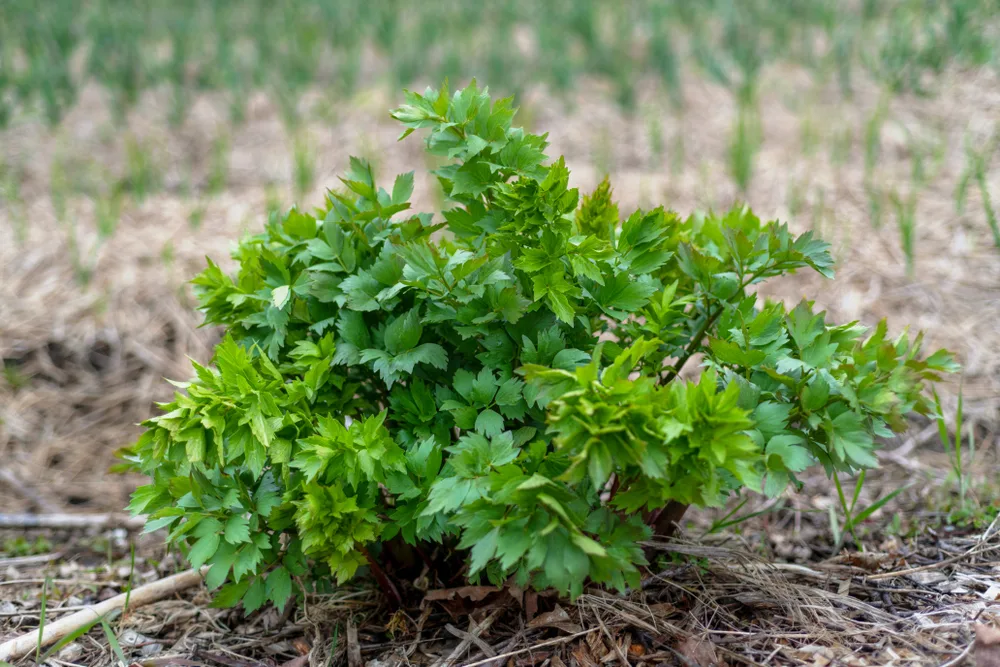 Lovage herb emerging from the ground
