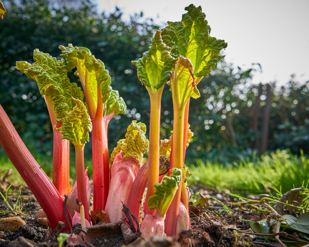 New rhubarb shoots emerging from the ground