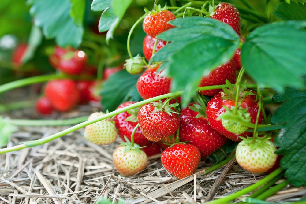 Strawberries growing on a bed of straw