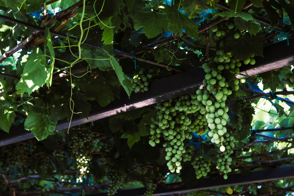 Bunch of grapes hanging from grape vine