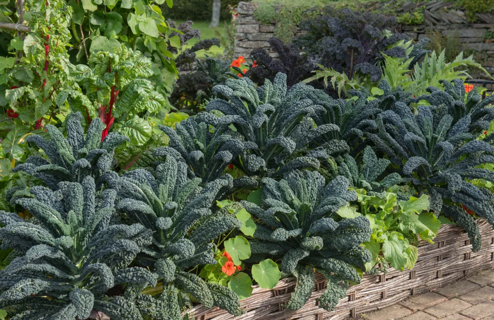 Growing kale in the vegetable garden