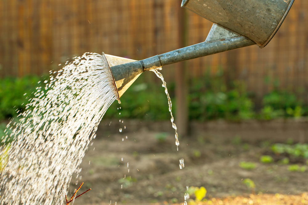 Metal watering can watering the garden