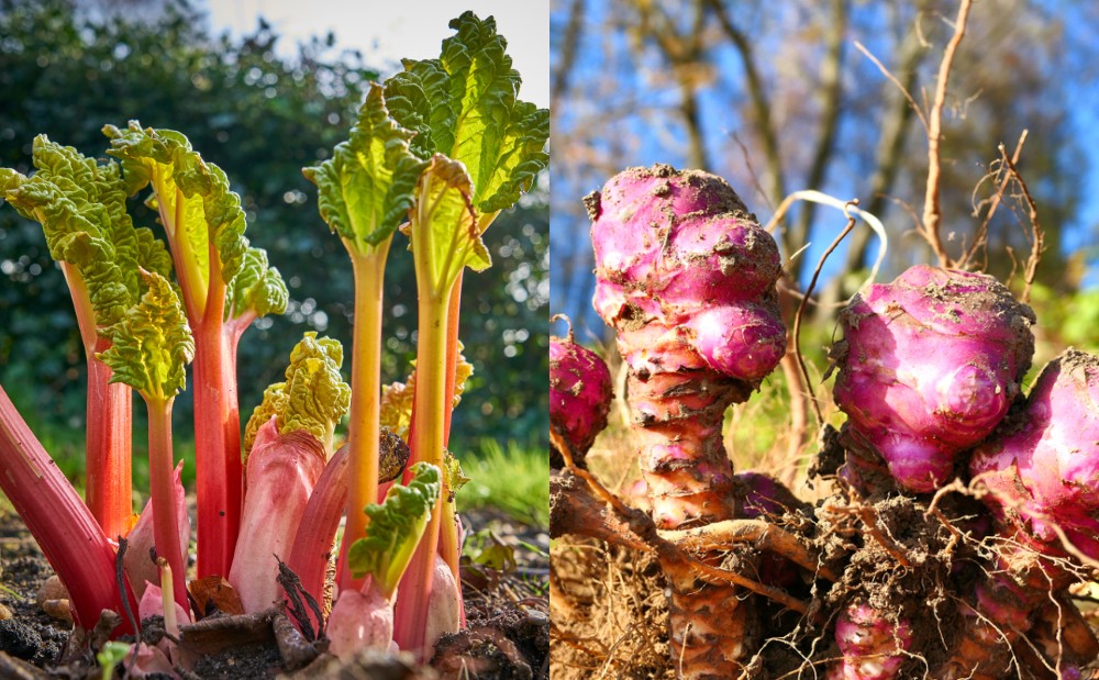 18 Perennial Veggies You Can Plant Once and Harvest For Years