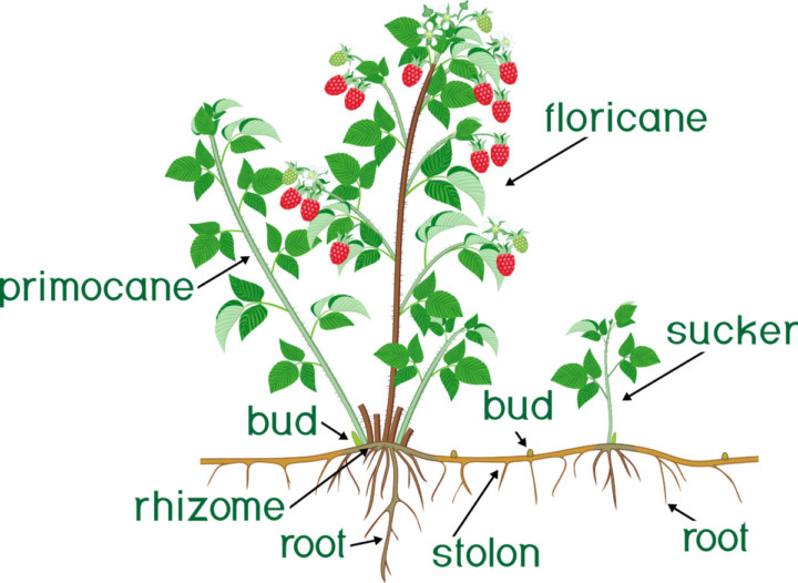 How To Prune Raspberries For A Bumper Harvest Year After Year