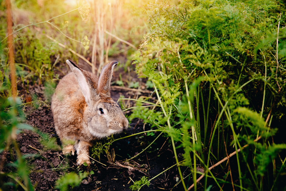 A rabbit looking for food in the vegetable garden