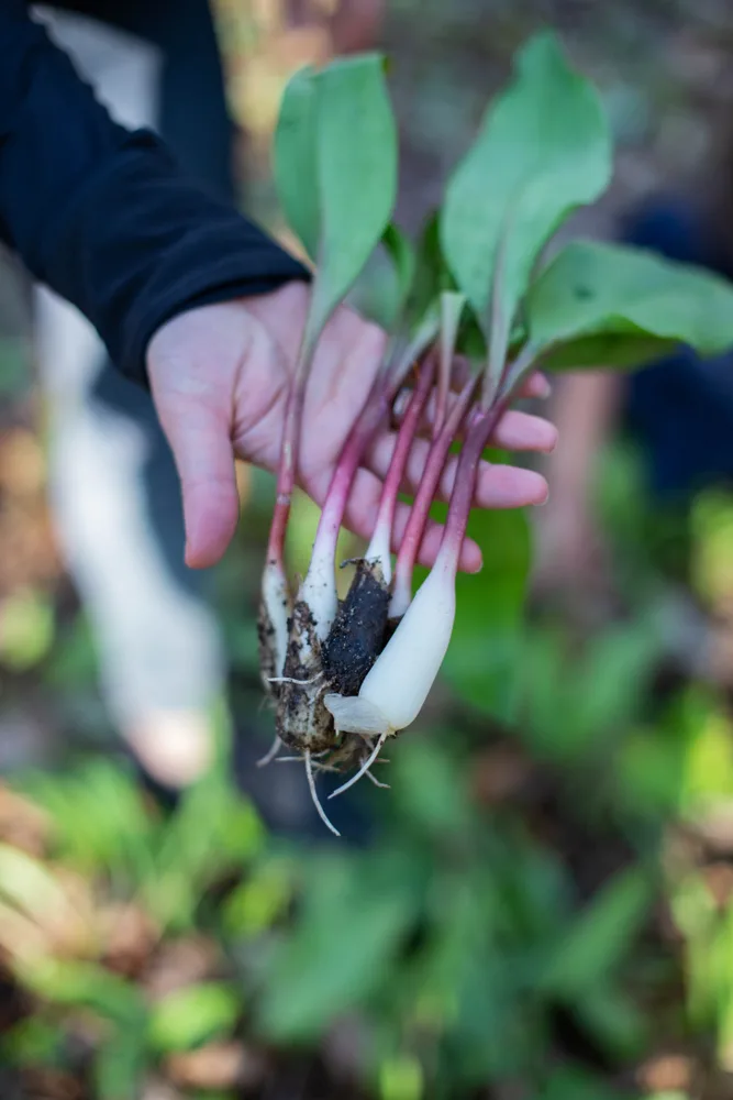 Freshly picked ramps