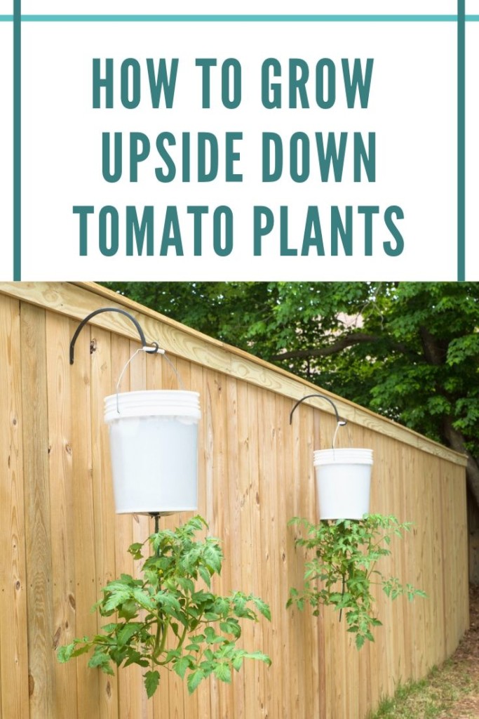 How To Grow Upside Down Tomato Plants