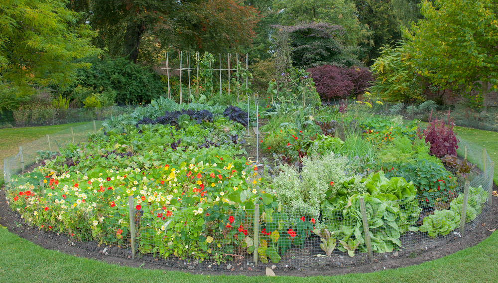 A wire fence erected around a vegetable garden