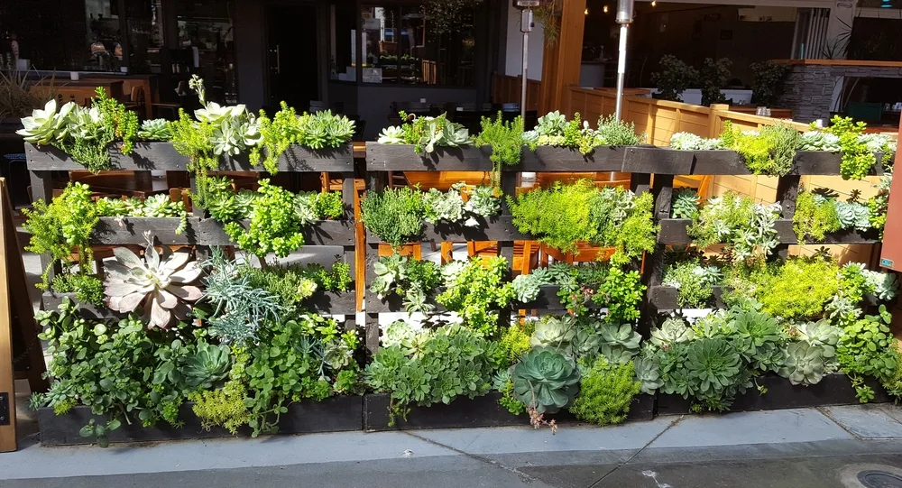 Upcycled wooden pallets used as fencing and vertical planting