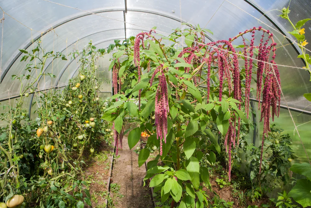 Amaranth and tomato plants in greenhouse
