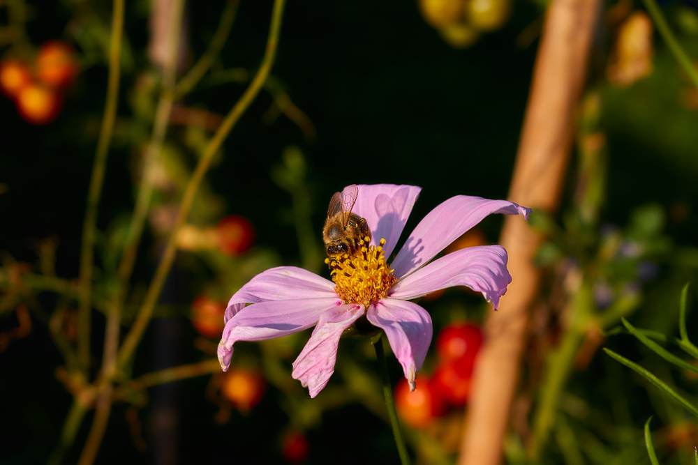 Bee on purple flower with tomato plants in background