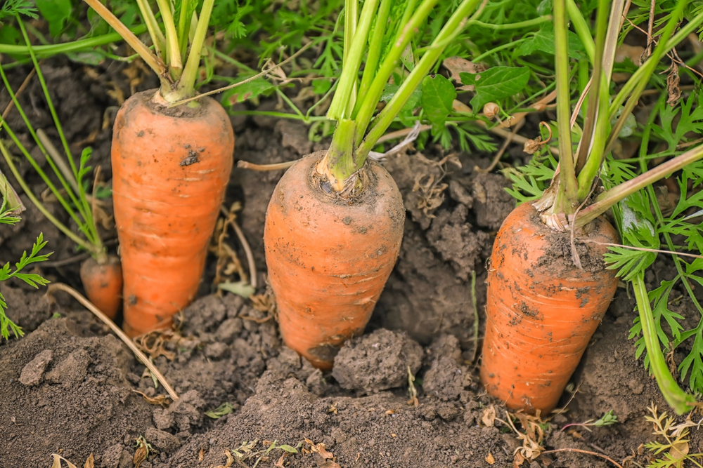 Carrots in garden