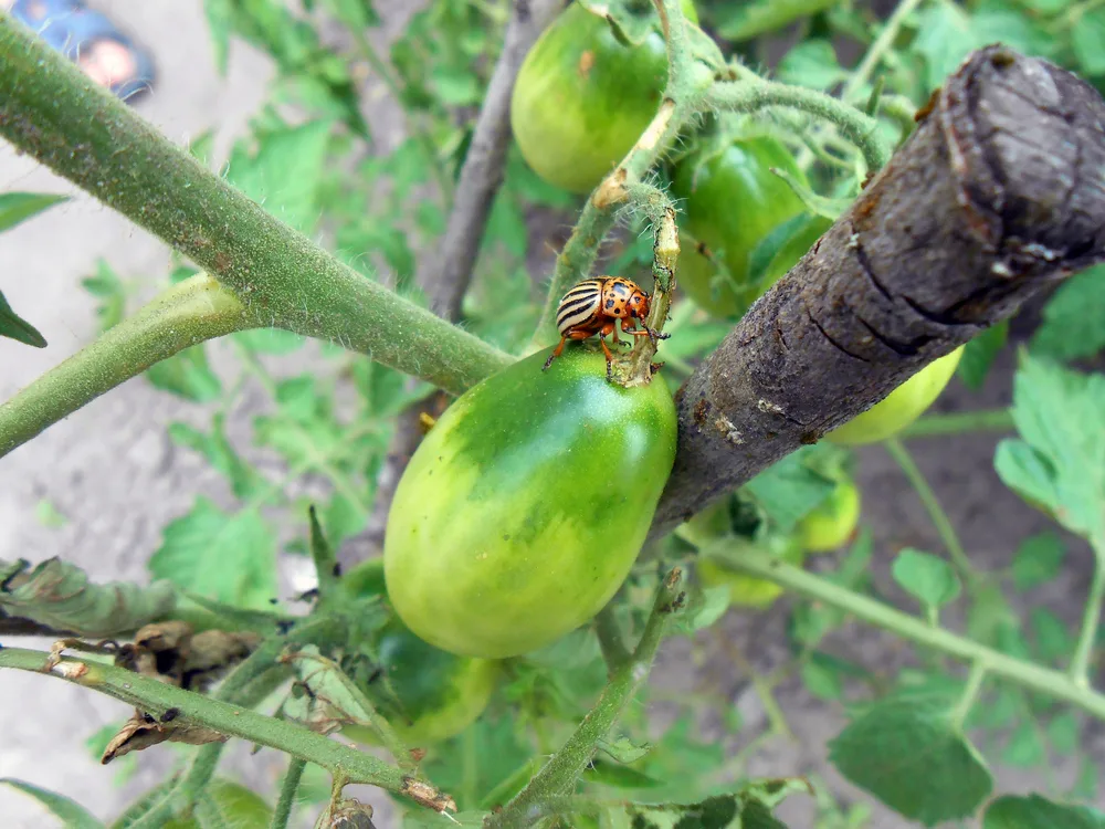 Colorado potato beetle on tomato plant