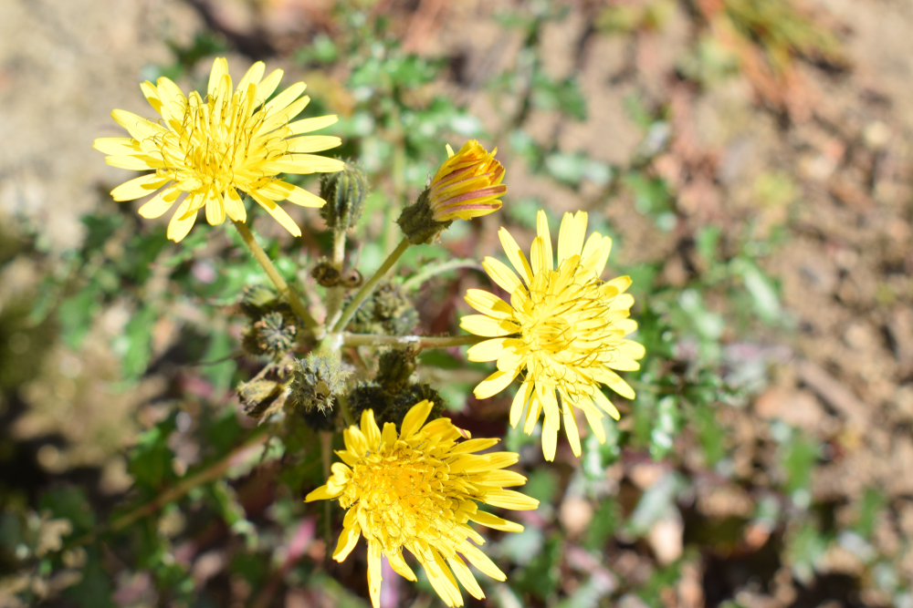 Sow thistle
