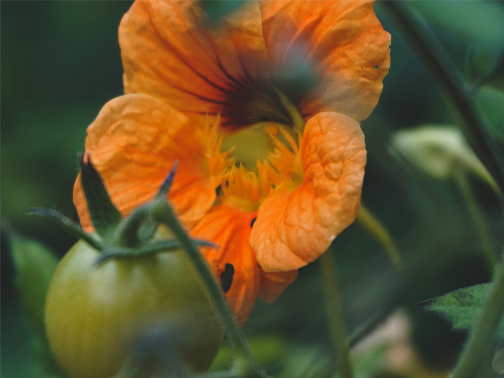 Nasturtium and tomato companion plants