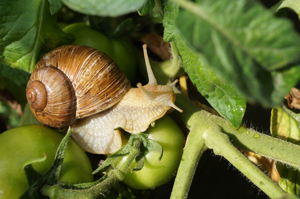 Snail on tomato plant