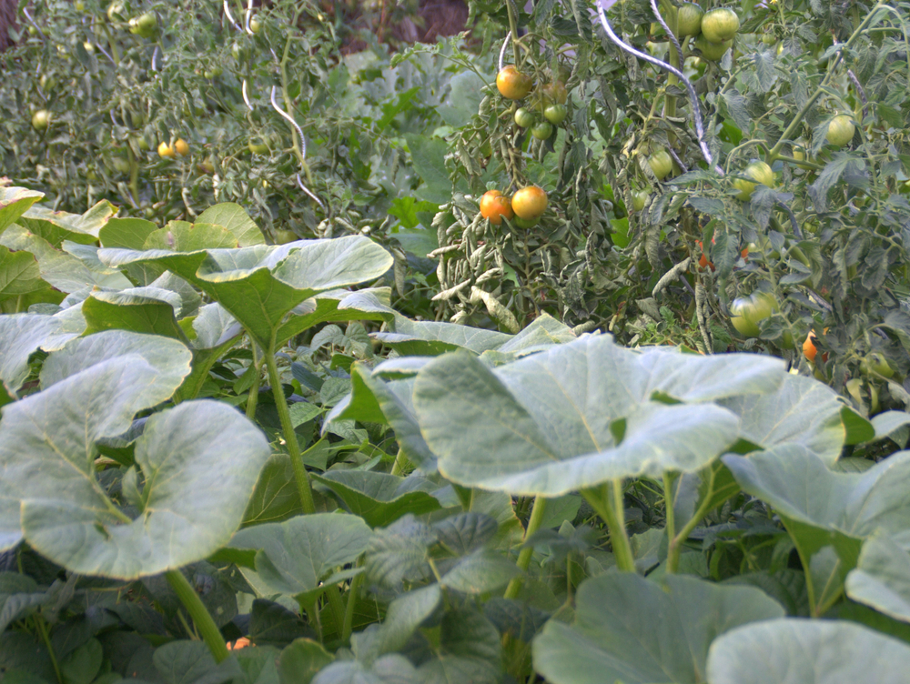 Squash and tomatoes growing in garden