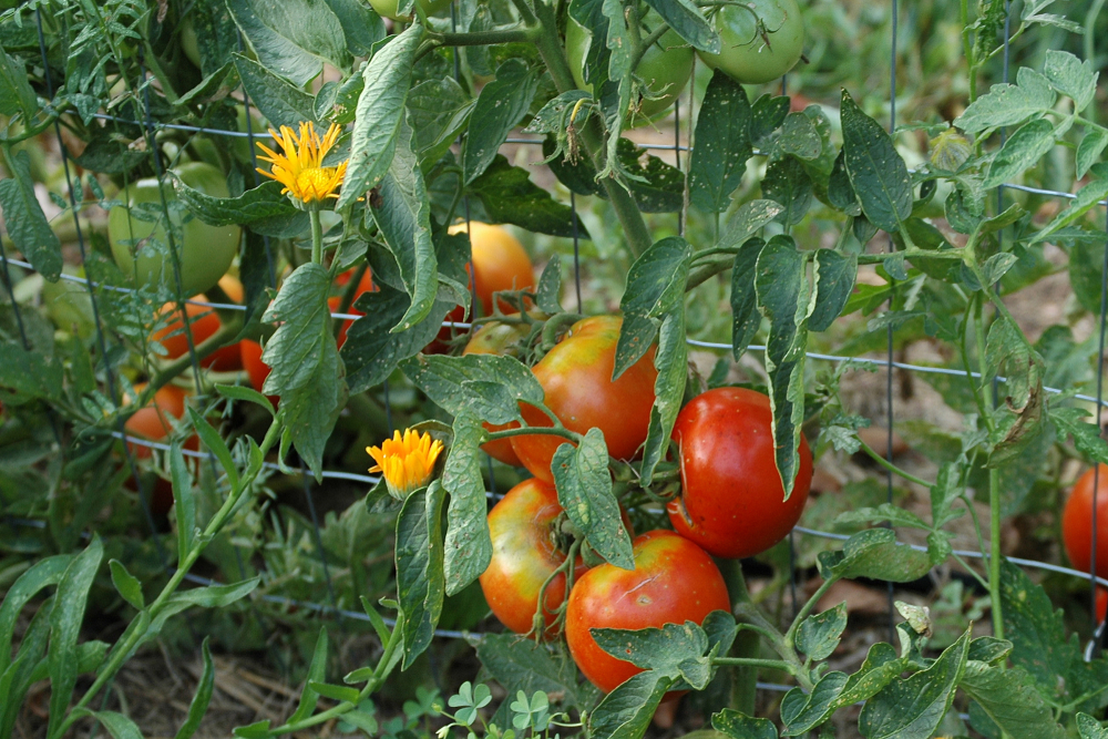Tomato and marigold companion planting