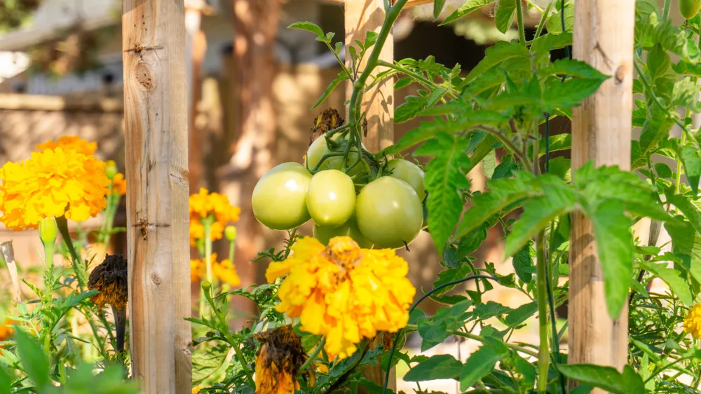 Tomatoes growing with companion plants