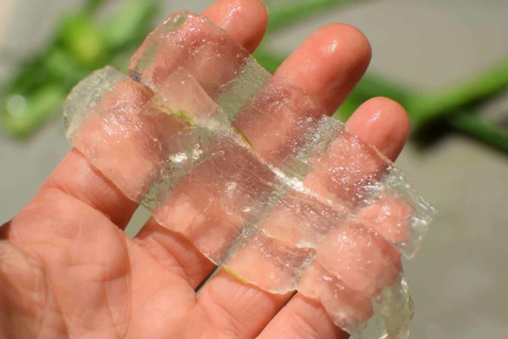 Female hand holding strips of aloe vera gel.