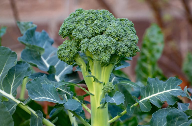 26 Vegetables To Grow In The Shade