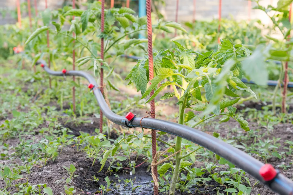 Drip irrigation for tomato plants. 