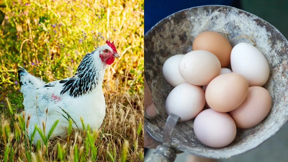 10 Most Productive Egg Laying Chickens - 300+ Eggs Per Year