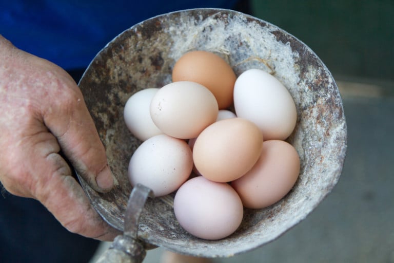 10 Most Productive Egg Laying Chickens 300+ Eggs Per Year