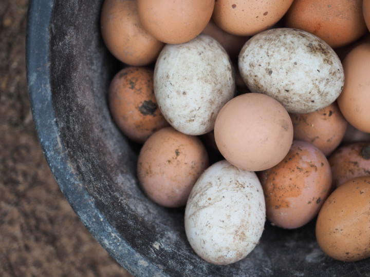 10 Most Productive Egg Laying Chickens 300+ Eggs Per Year