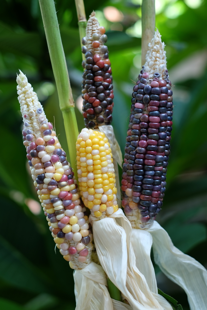 5 Seeds A Rare Corn Pinky Stunning Multicoloured Glass Gem Corn Variety!!!