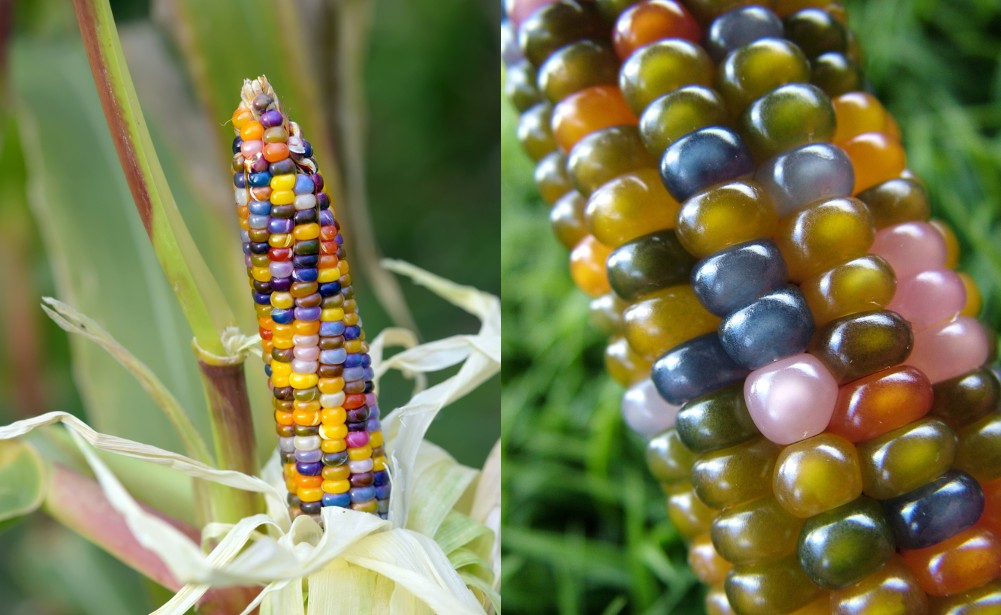 Glass Gem Heirloom Indian Corn Seed Rainbow Native Cherokee Organic Rare Colors 
