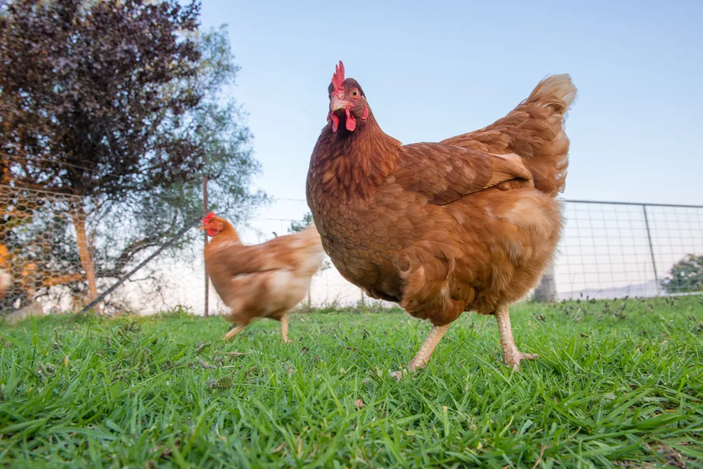 10 Most Productive Egg Laying Chickens 300+ Eggs Per Year