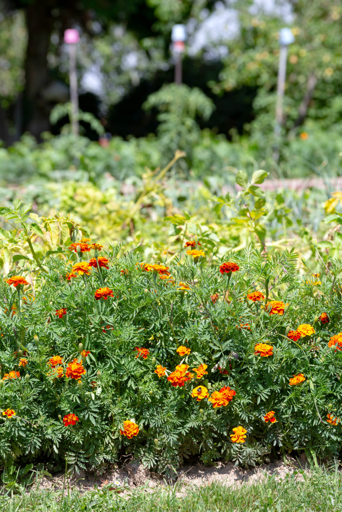 15 Reasons To Grow Marigolds In The Vegetable Garden